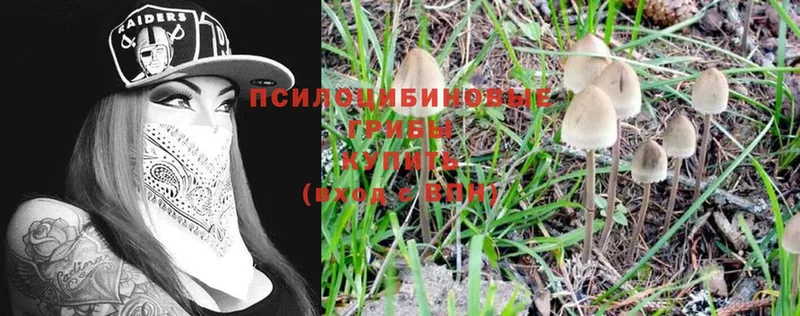 Псилоцибиновые грибы Psilocybine cubensis Заинск